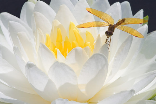 Dragonfly On WaterLily By Dean Chriss