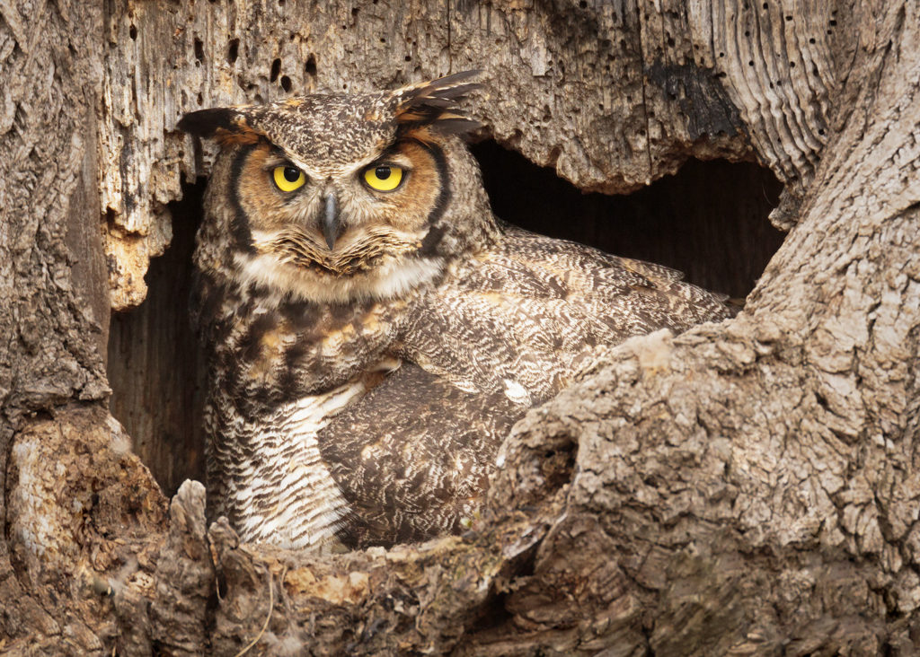 Great Horned Owl Nest by Dean M. Chriss