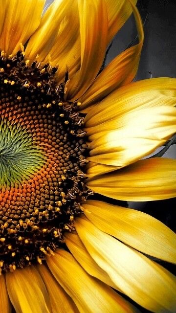 Mandala Record Album Sunflower Painting