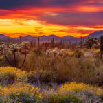 Sunset in the desert