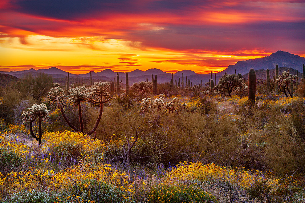 Sunset in the desert