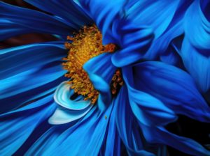 blue daisy